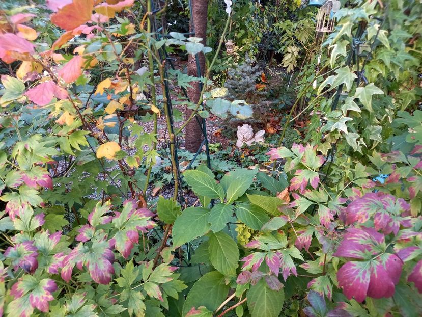  - Grădina 2022 continuare 4