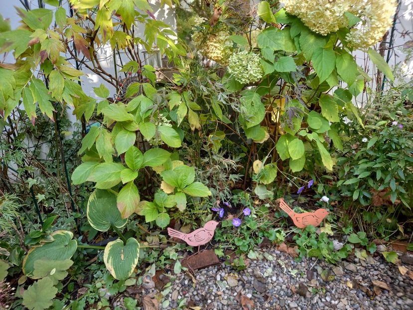  - Grădina 2022 continuare 4