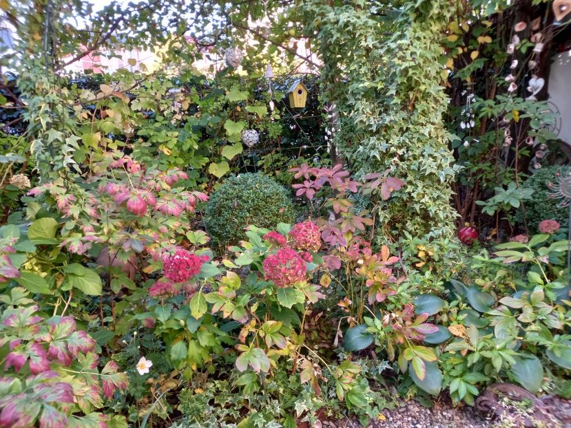  - Grădina 2022 continuare 4