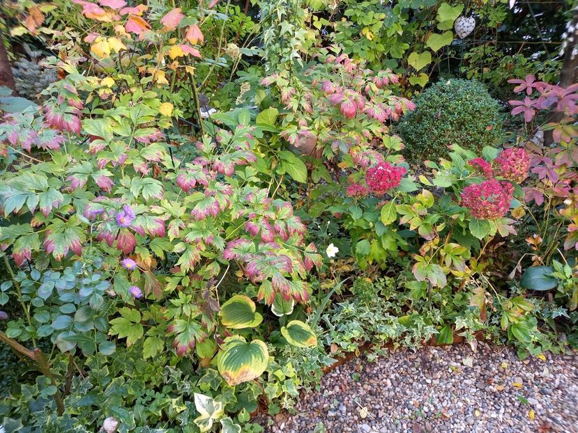  - Grădina 2022 continuare 4