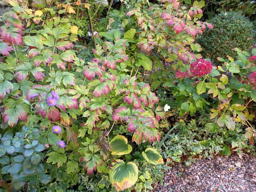  - Grădina 2022 continuare 4