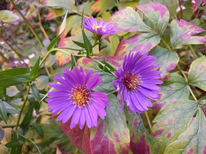  - Grădina 2022 continuare 4