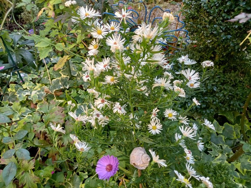  - Grădina 2022 continuare 4