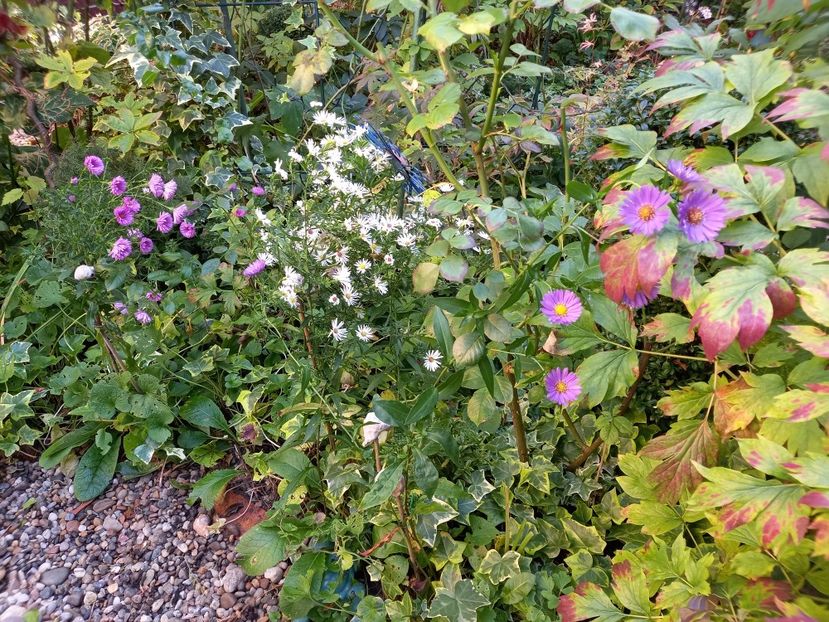  - Grădina 2022 continuare 4