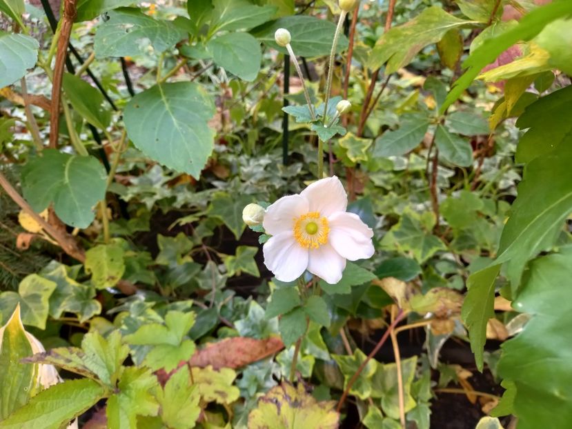  - Grădina 2022 continuare 4