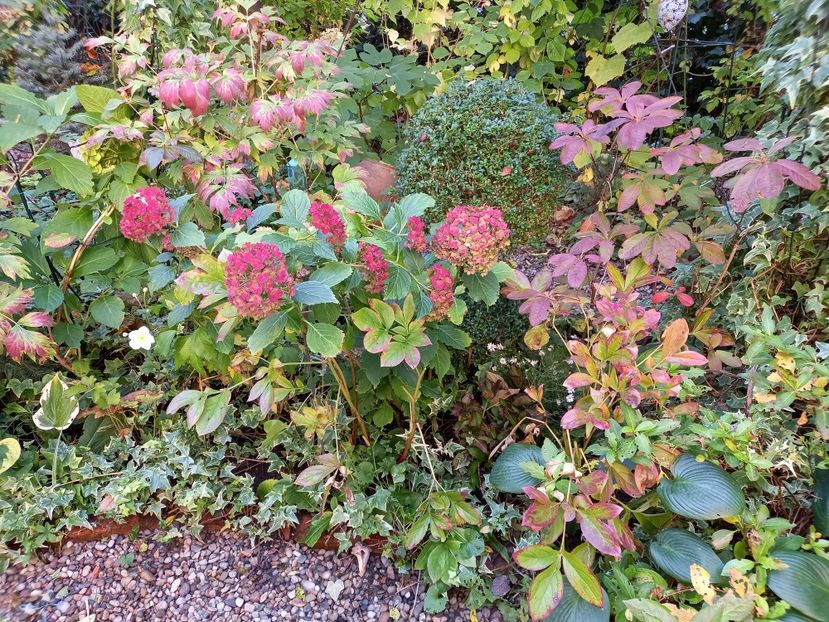  - Grădina 2022 continuare 4