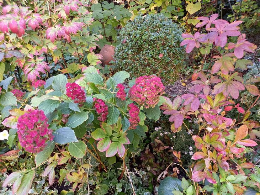  - Grădina 2022 continuare 4