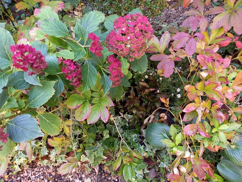  - Grădina 2022 continuare 4