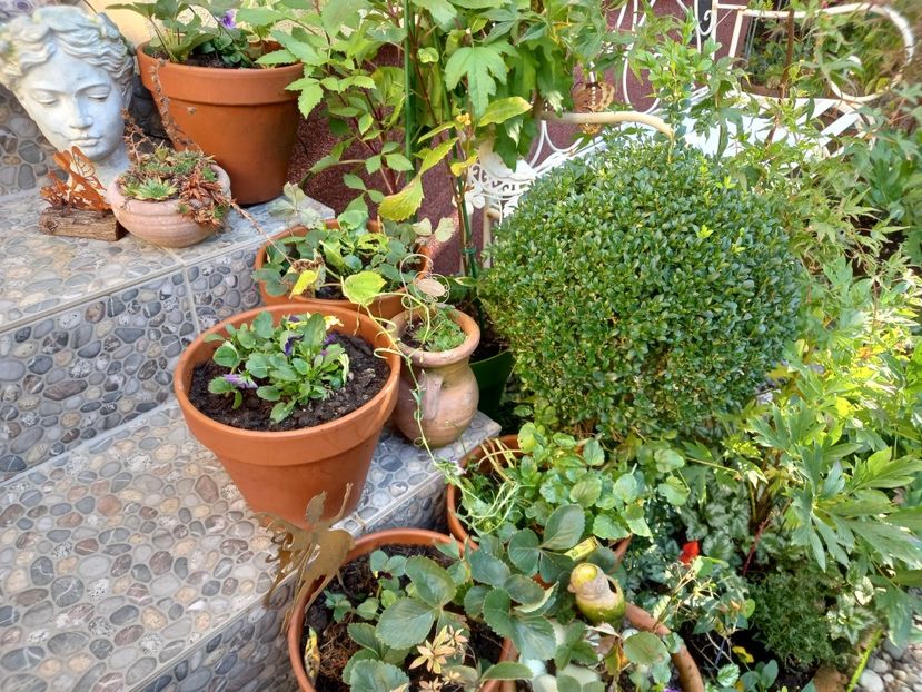  - Grădina 2022 continuare 4