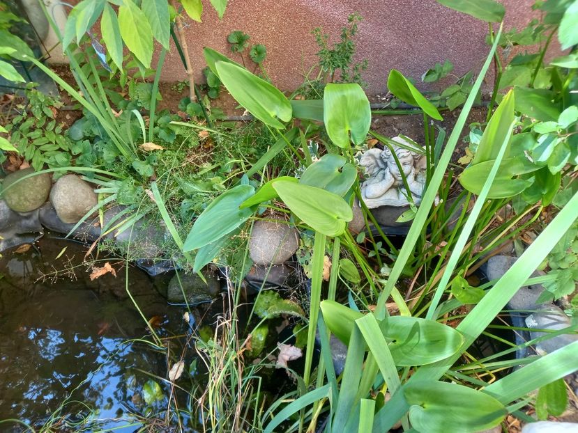  - Grădina 2022 continuare 4