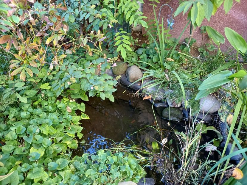  - Grădina 2022 continuare 4