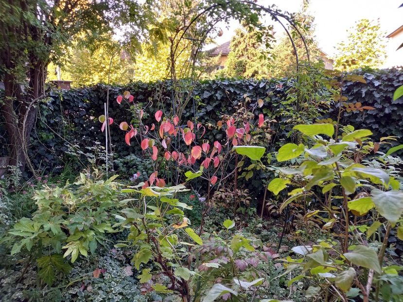 Cornus florida Cloud Nine - Grădina 2022 continuare 4