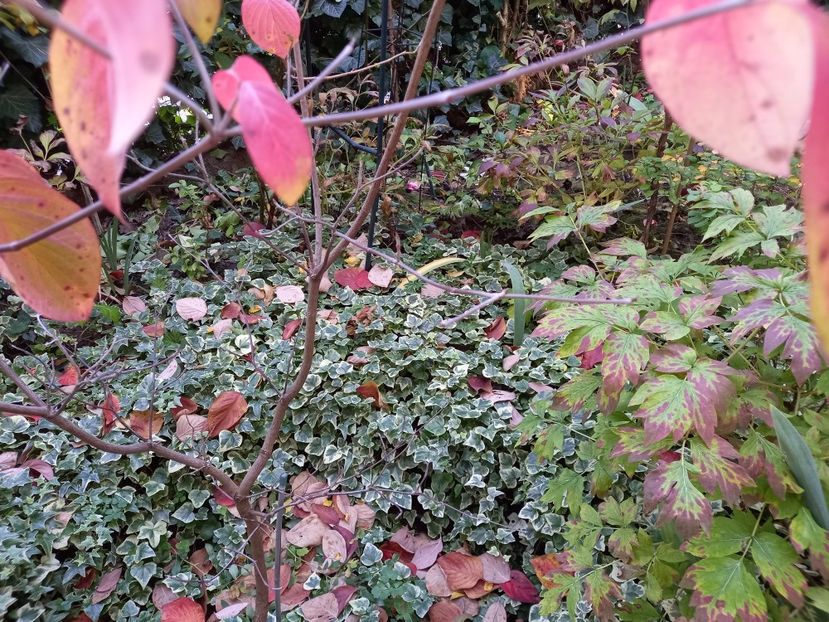  - Grădina 2022 continuare 4