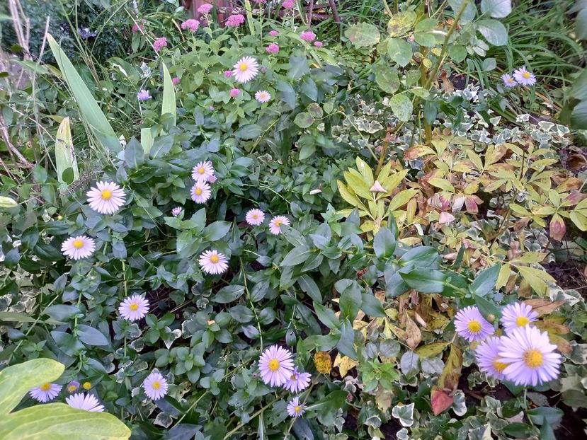  - Grădina 2022 continuare 4