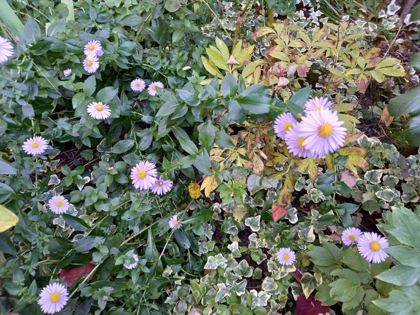  - Grădina 2022 continuare 4