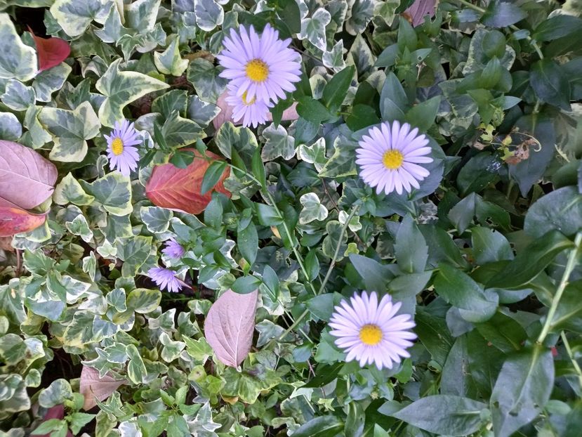  - Grădina 2022 continuare 4