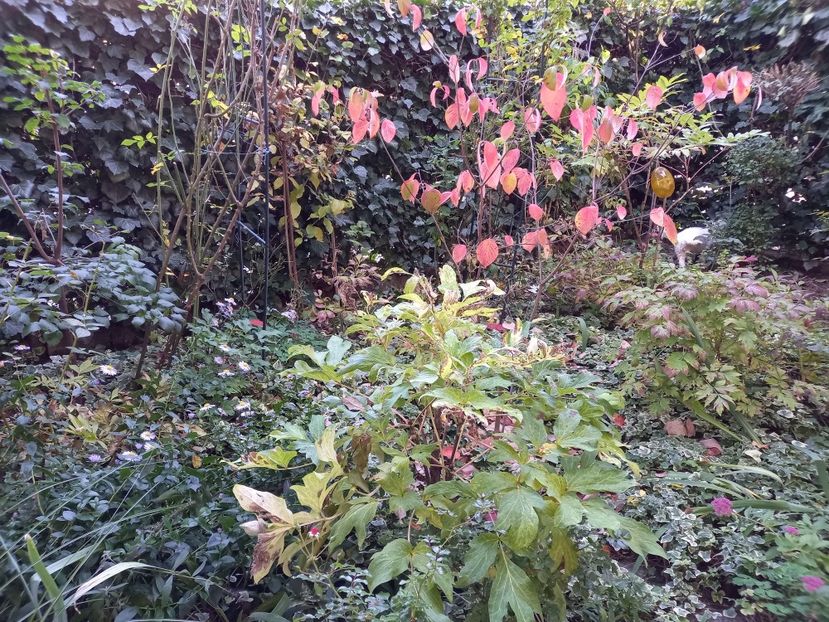  - Grădina 2022 continuare 4