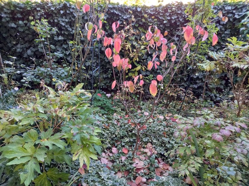  - Grădina 2022 continuare 4