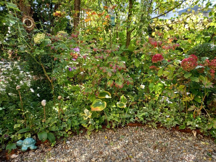  - Grădina 2022 continuare 4