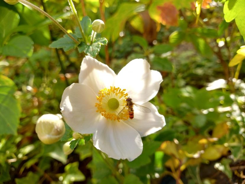  - Grădina 2022 continuare 4