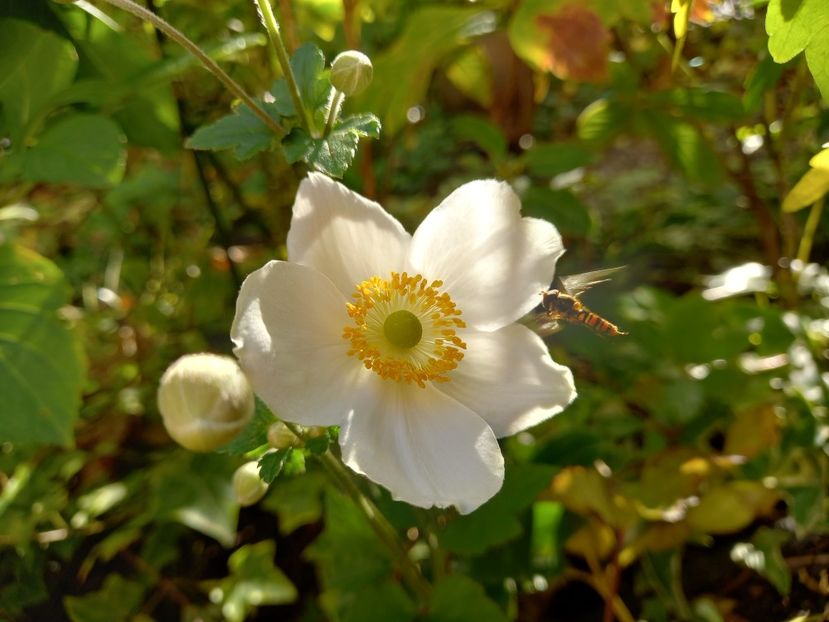  - Grădina 2022 continuare 4