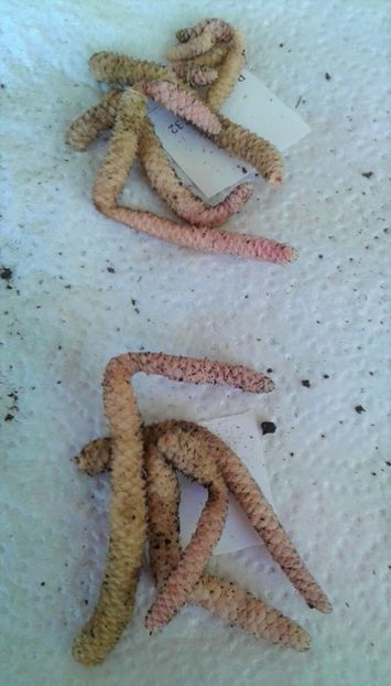  - Rizomii de achimenes 2023 2024