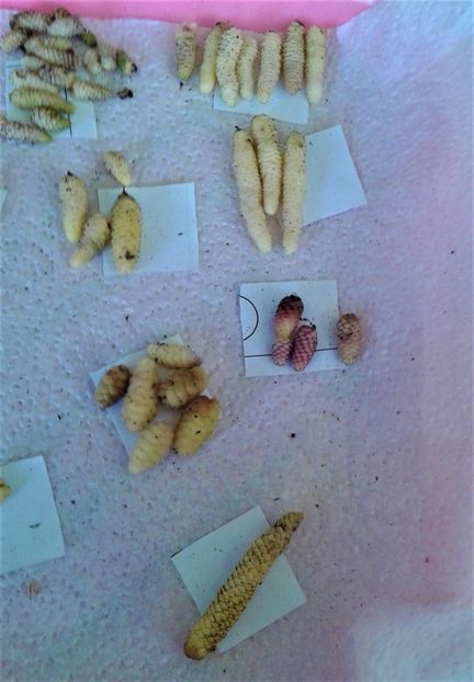  - Rizomii de achimenes 2023 2024