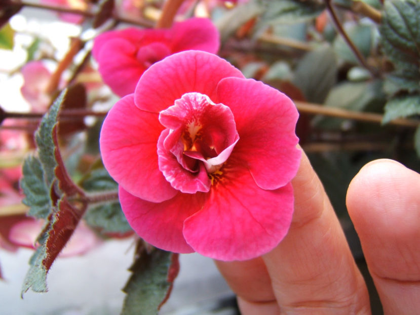 Serges fantasy - Achimenes flori