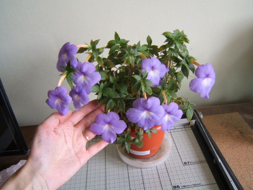 Annie belle 2018 - Achimenes flori