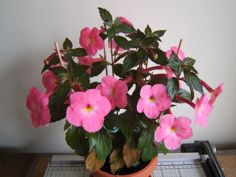 Golden jubilee 2022 - Achimenes flori