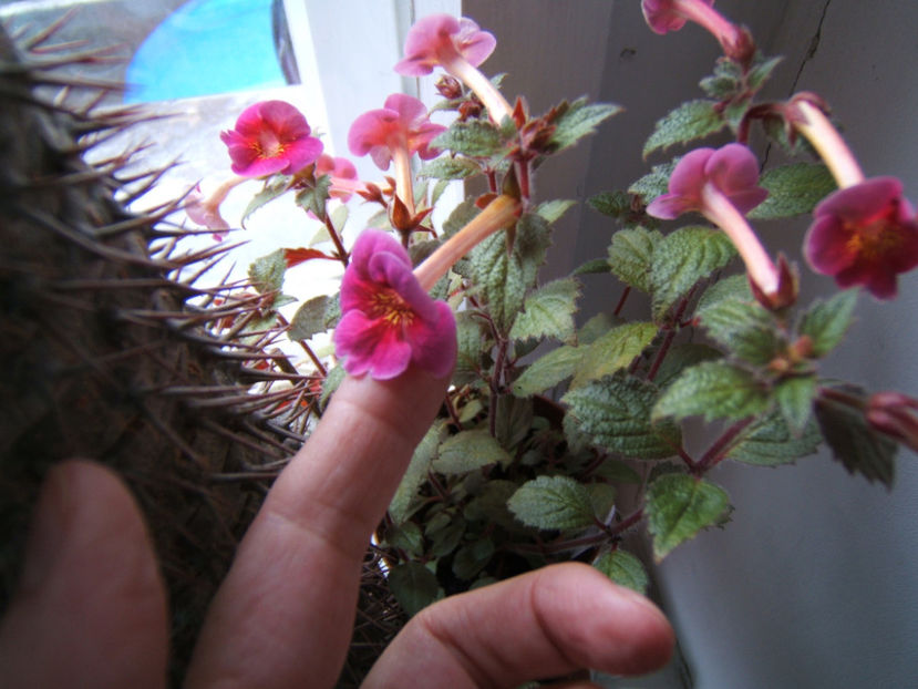 Serges fantasy din rizomi de cativa milimetri - Achimenes flori