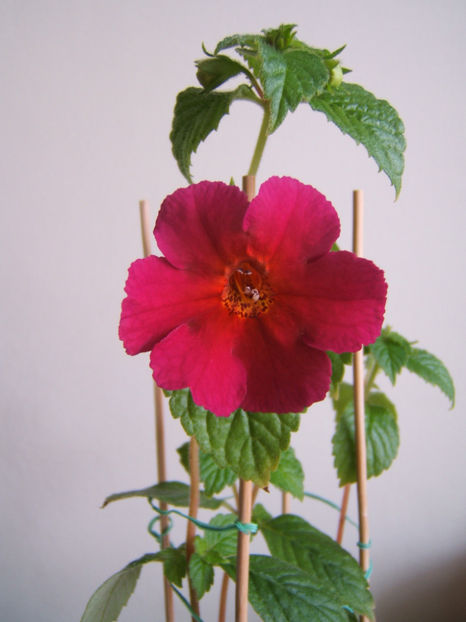 Amazing grace 2022 - Achimenes flori