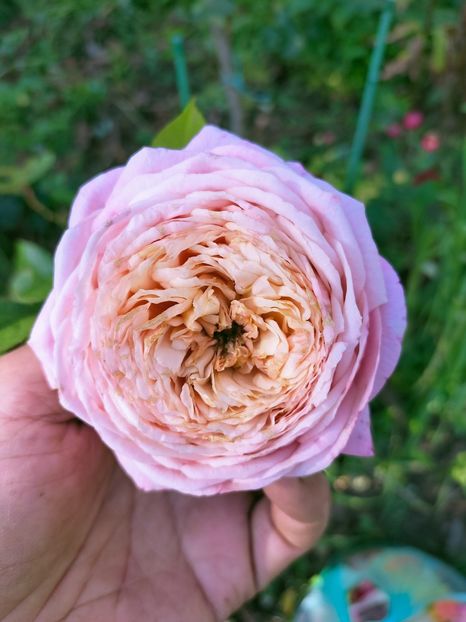 IMG20221016130813 - Octombrie 2022