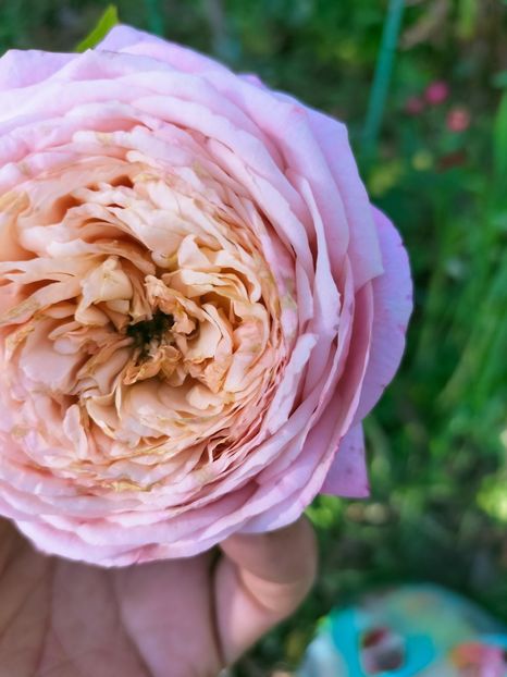 IMG20221016130811 - Octombrie 2022