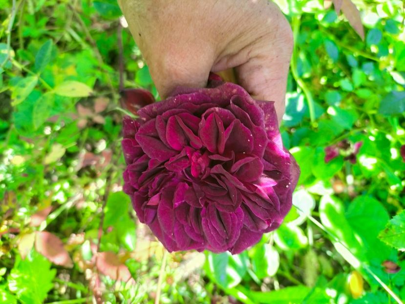 IMG20221016130721 - Octombrie 2022