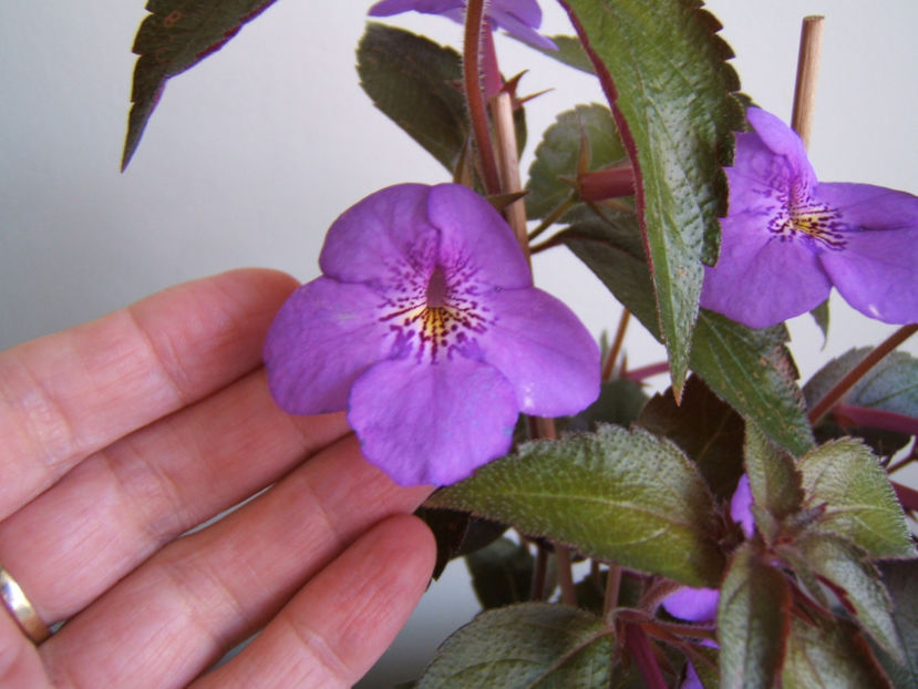 Electra - Achimenes flori