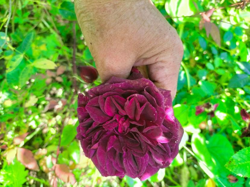 IMG20221016130719 - Octombrie 2022