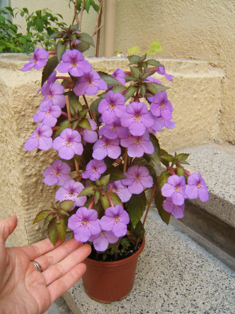 Electra 2021 - Achimenes flori
