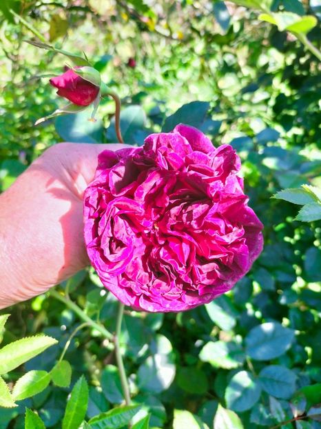 IMG20221016130658 - Octombrie 2022