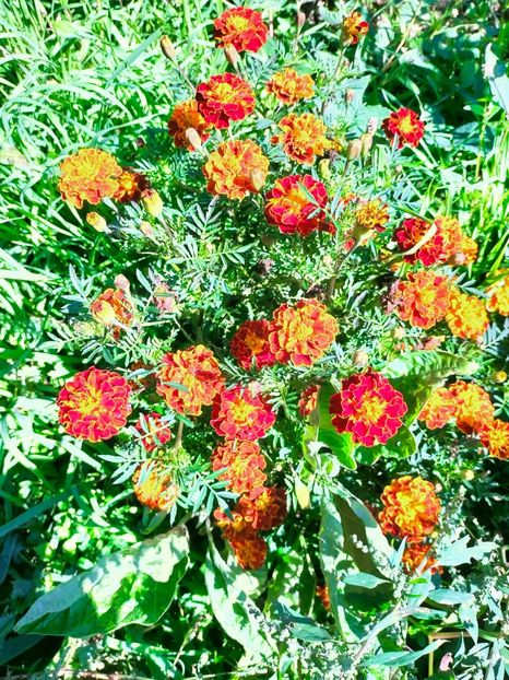 IMG20221016130258 - Octombrie 2022