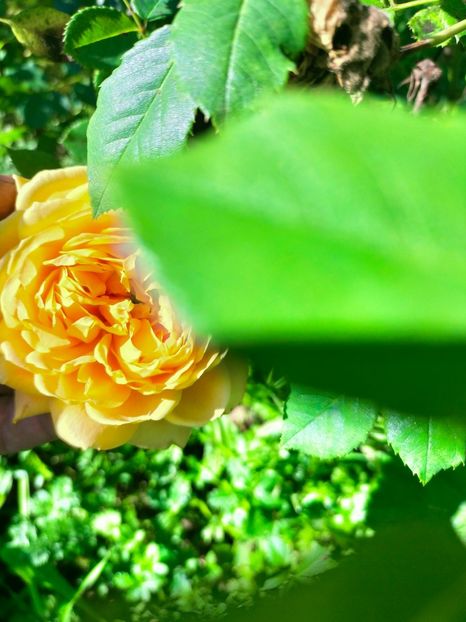 IMG20221016130227 - Octombrie 2022