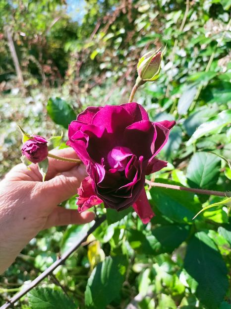 IMG20221016120717 - Octombrie 2022