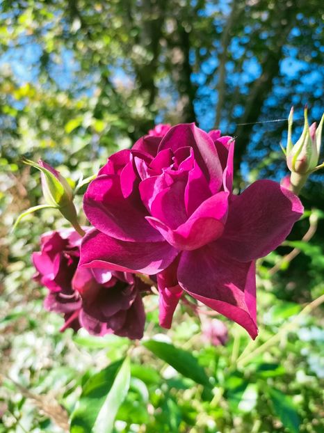 IMG20221016120713 - Octombrie 2022