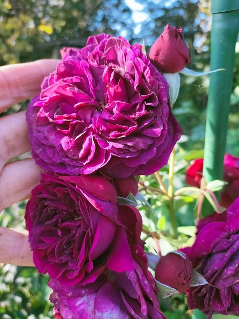 IMG20221016120608 - Octombrie 2022