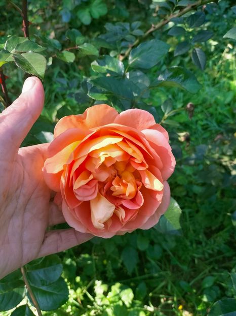 IMG20221016120530 - Octombrie 2022