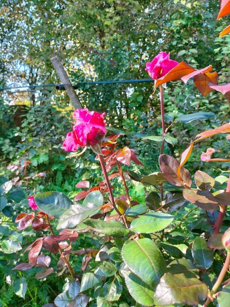 IMG20221016120503 - Octombrie 2022