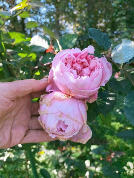 IMG20221016120454 - Octombrie 2022