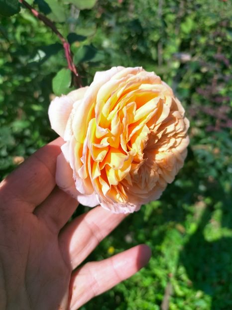 IMG20221016120356 - Octombrie 2022