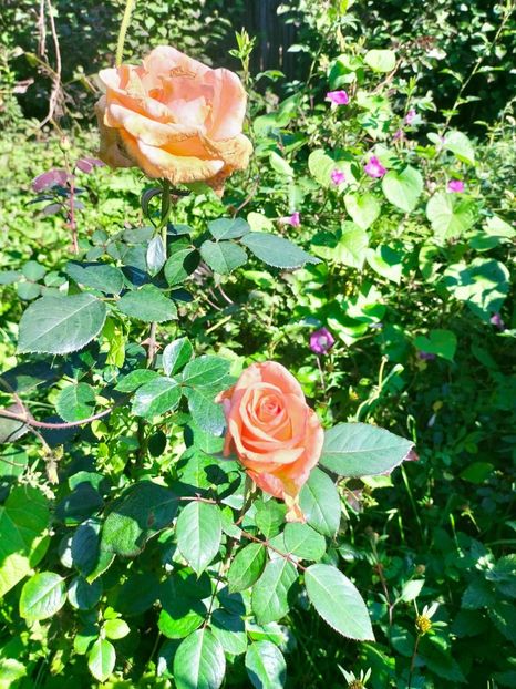 IMG20221016115726 - Octombrie 2022