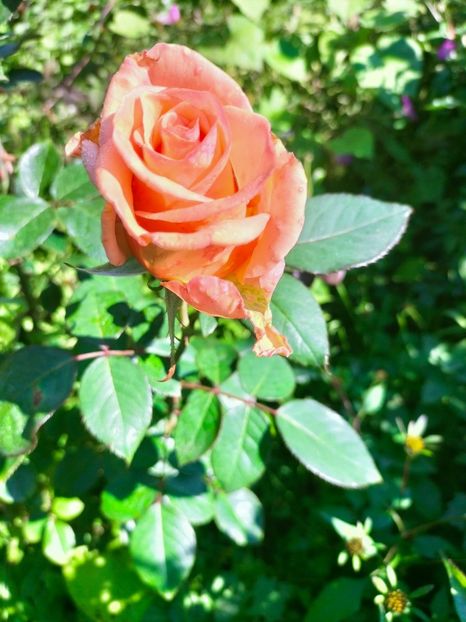 IMG20221016115724 - Octombrie 2022